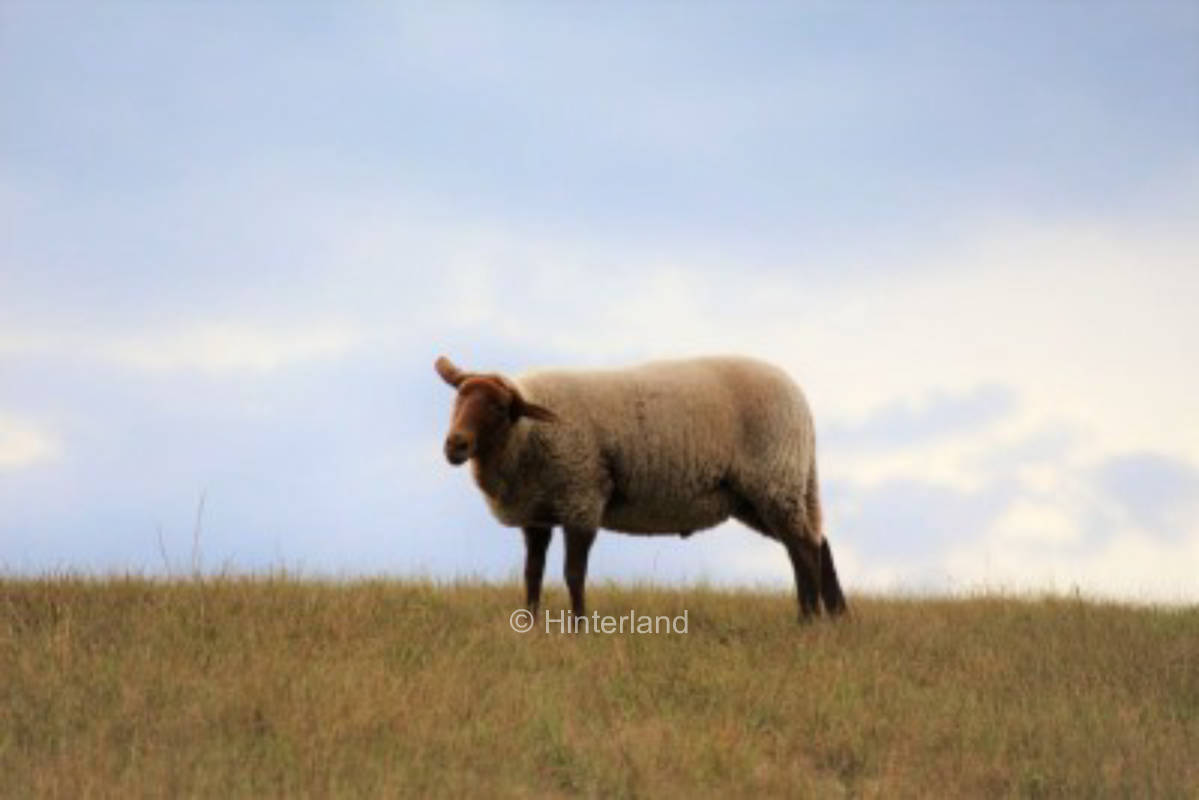 Camping with the sheep #3