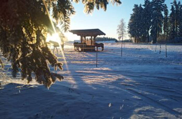 Ziggel Ranch Parking spot surrounded by horses