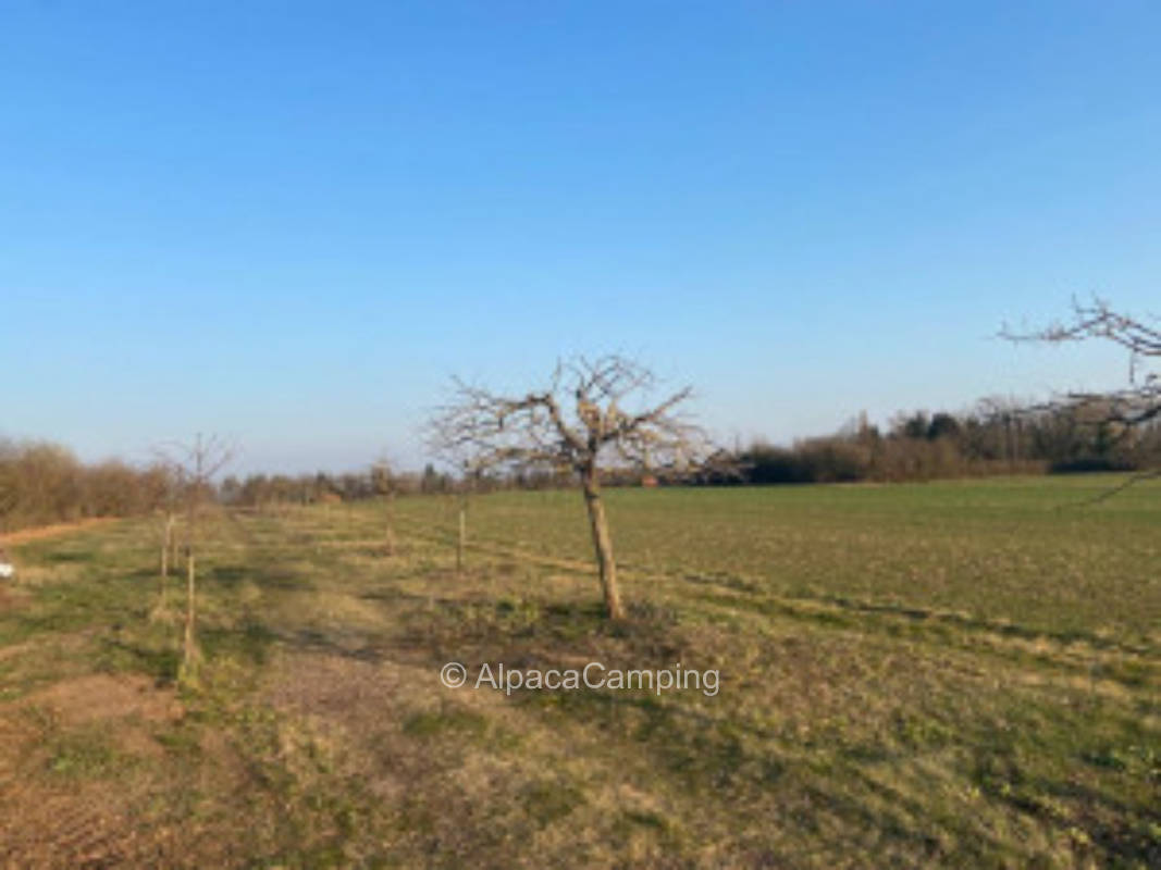 Scattered orchard with a lot of space #2