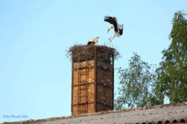 In the east of Brandenburg, renting from the stork