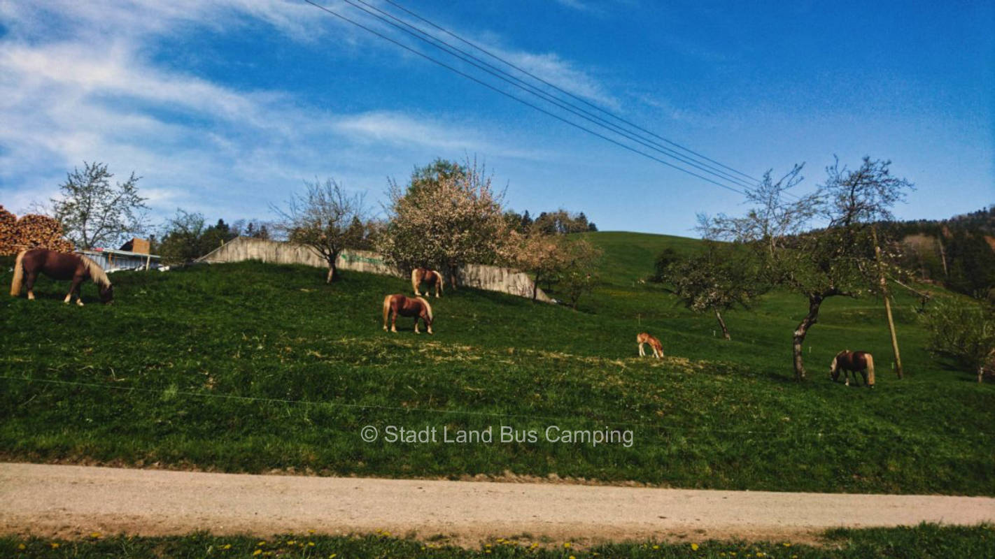Under the fruit tree meadow