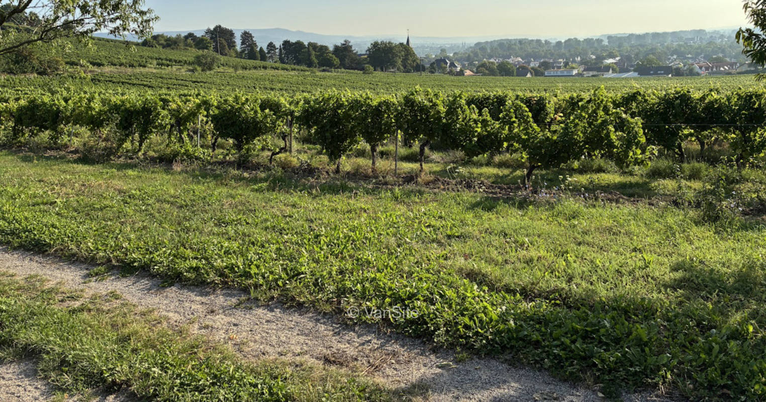 Lauschiger Platz inmitten der Weinberge am Binger Rochusberg