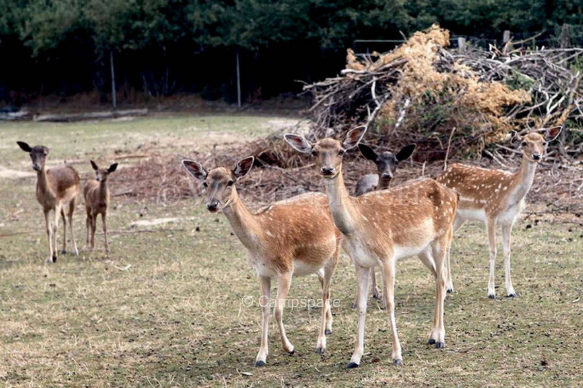 Damwildhof Halamunda