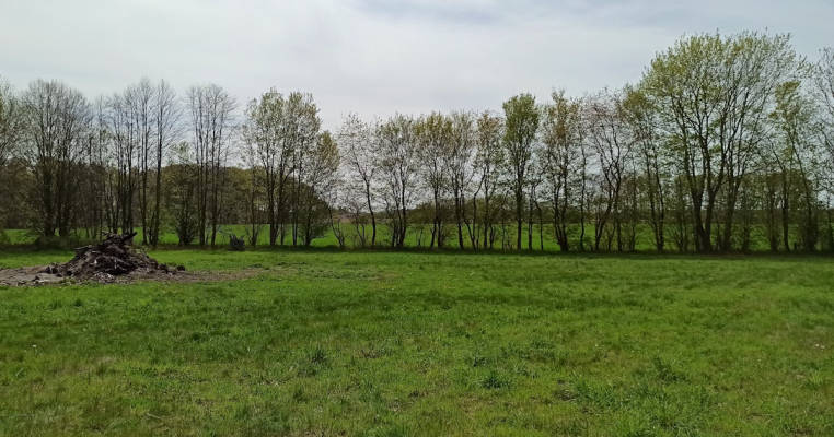 Auf der Wiese