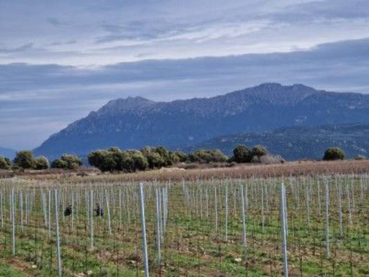 Dormire nel vigneto sotto cieli stellati 