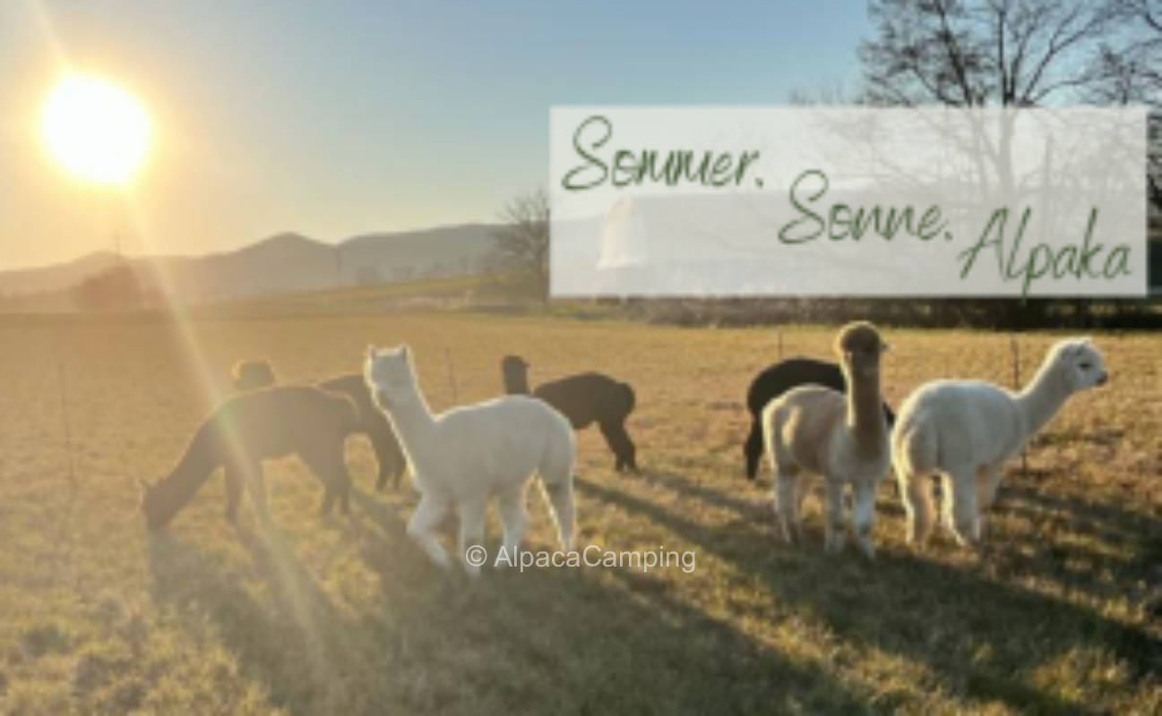 Relaxing at the alpaca paddock #1