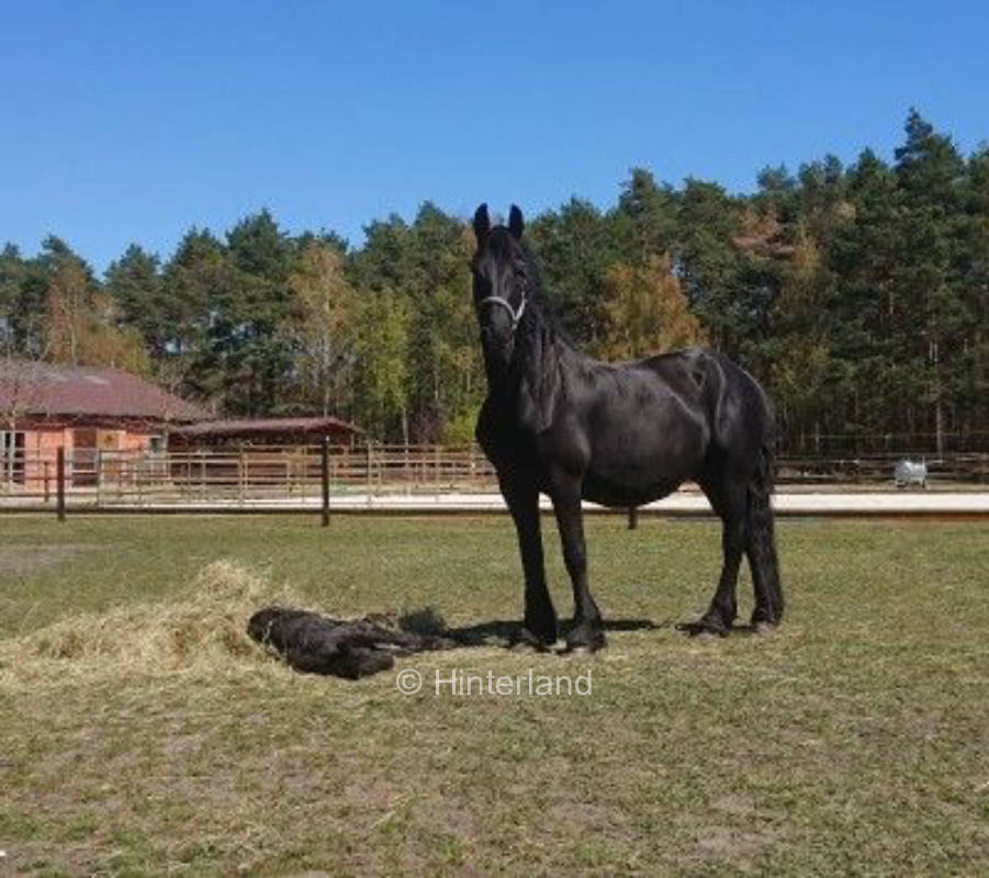 Übernachten auf dem Friesen-Pferdehof 