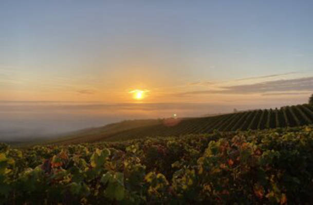 Weingut in den Weinbergen