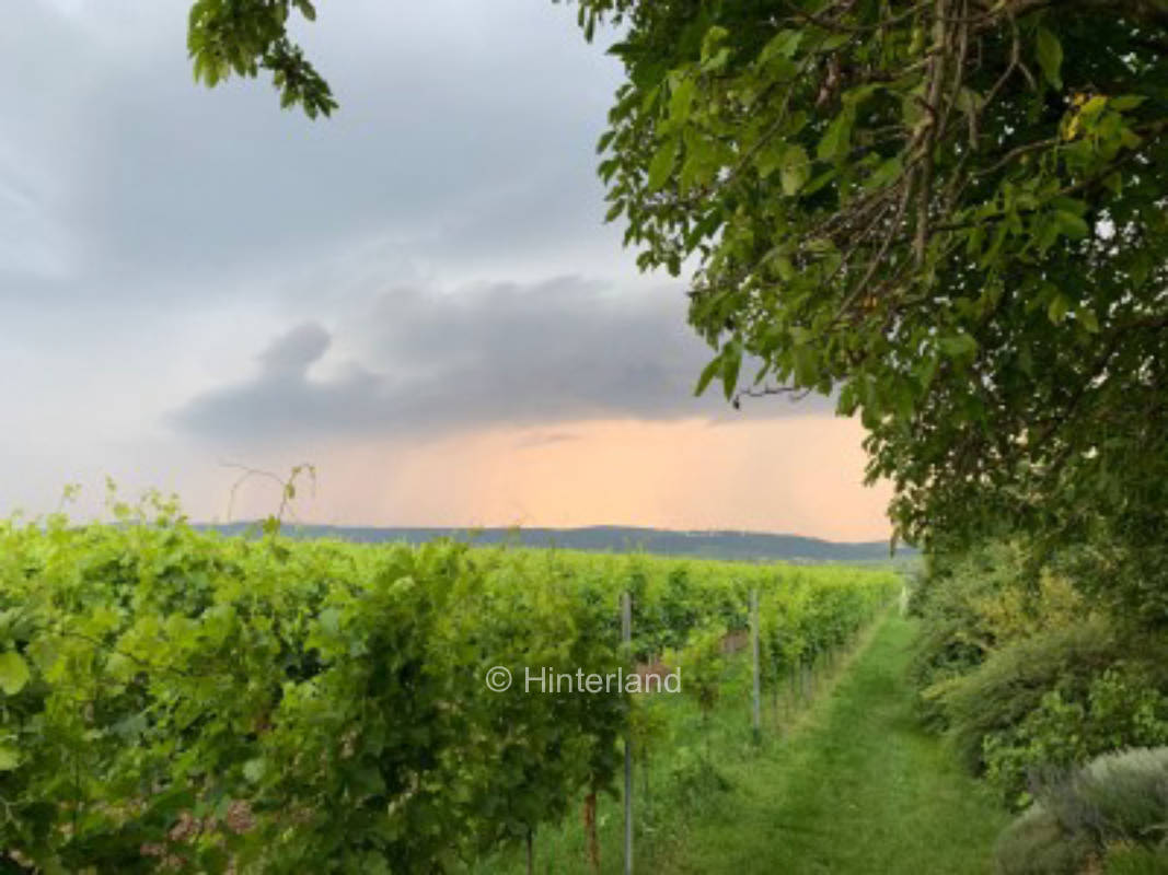 Inmitten der Weinberge in der pfälzischen Toskana