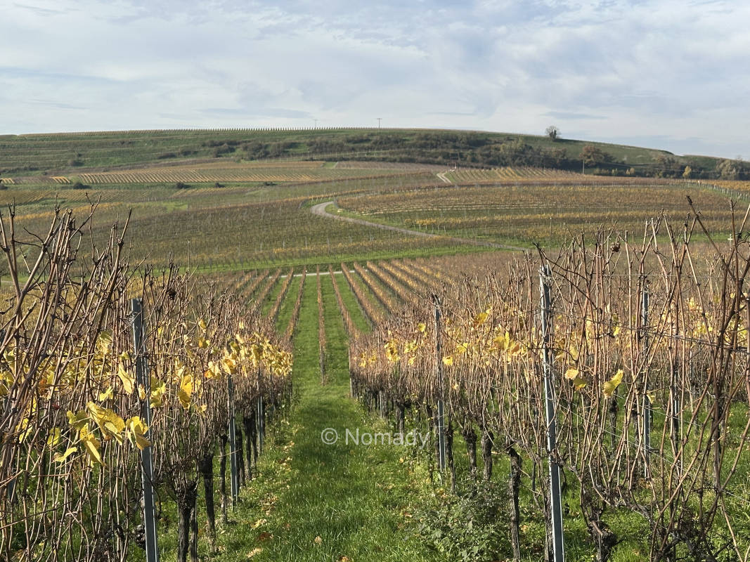 Camping im Weinberg auf dem Winzerhof