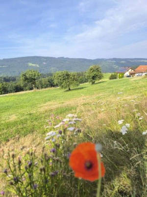 Naturcamp auf der Donauleiten Höhe mit Weitblick