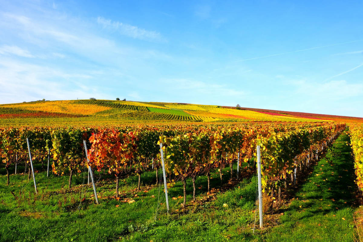 Rheinhessen - Ein möglicher Stellplatz?