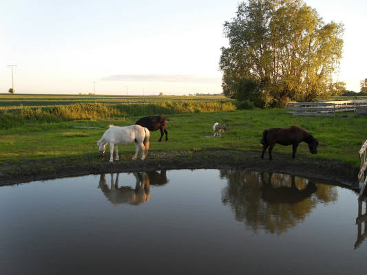 Camping auf der horse lake ranch