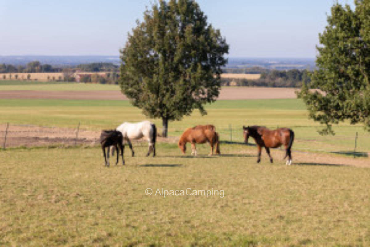 Ruhiger Stellplatz zum Genießen #3