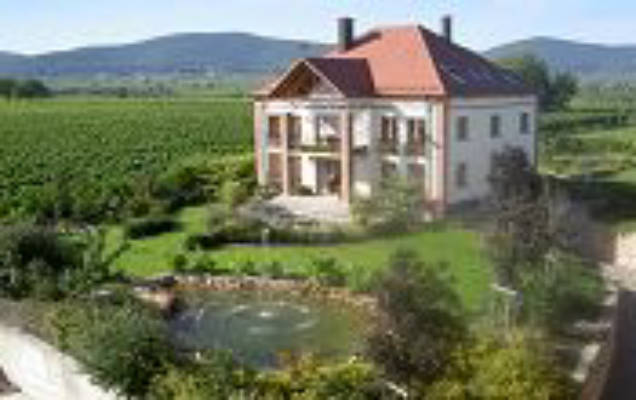 Hochdörffer's Vineyard
