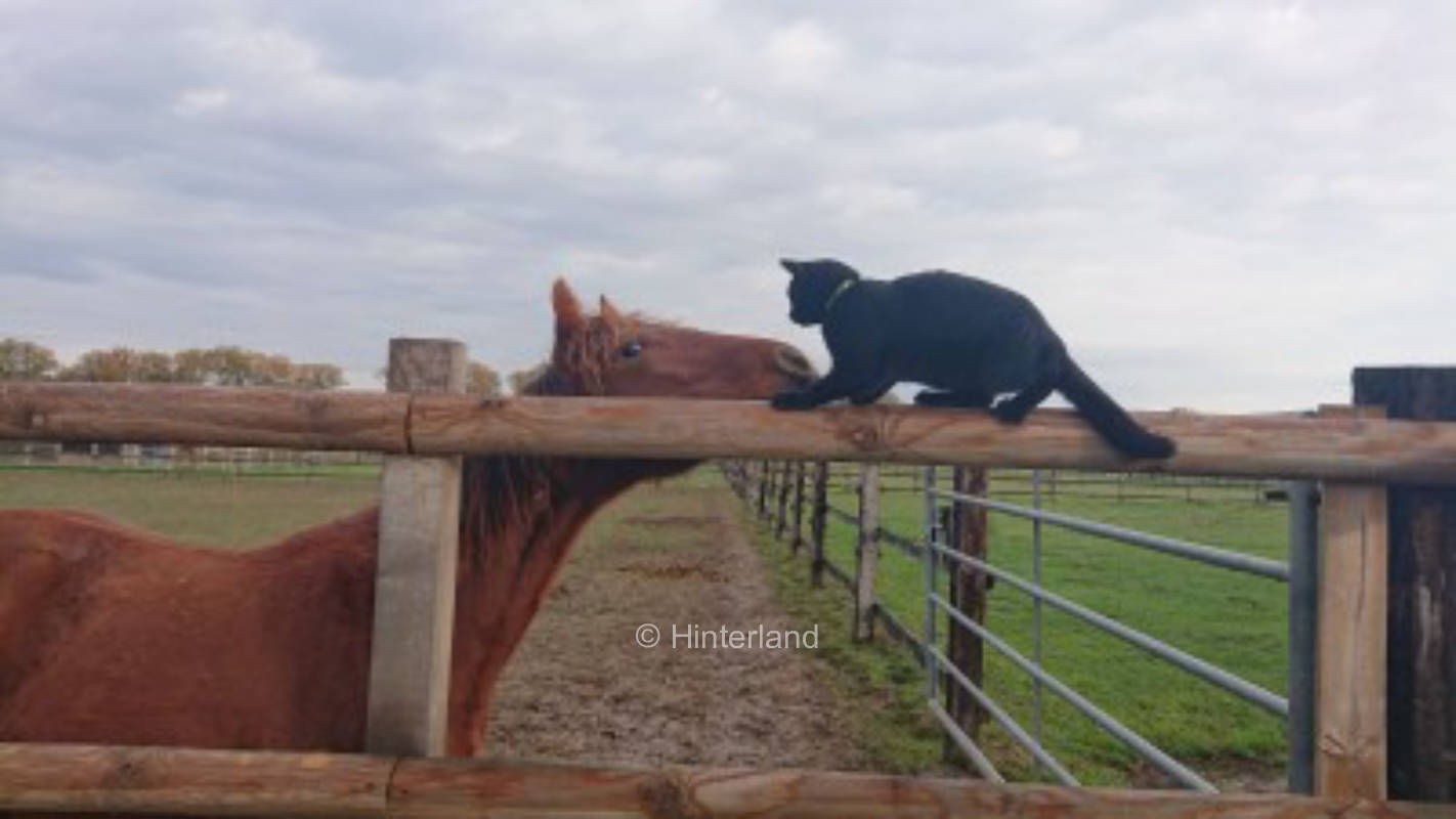Camping at the horse farm near nature