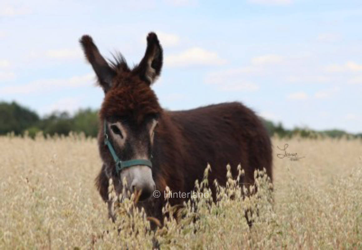 Urlaub auf dem Ferienhof Bäumchen in völliger Ruhe