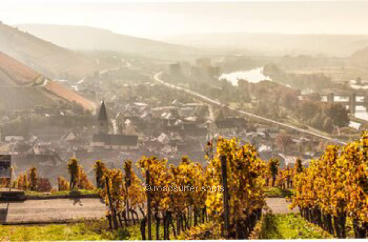 Zwischen den Obstbäumen am Weingut