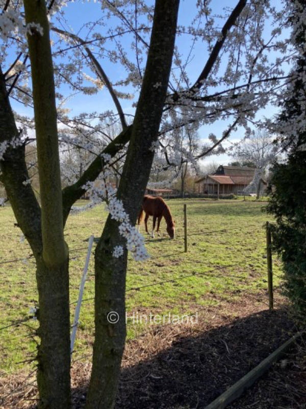 Camping at the horse pasture