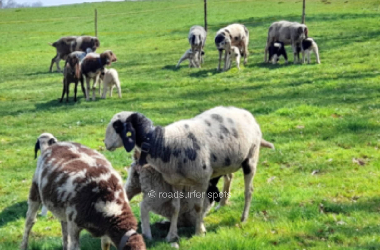 Camping im Voralpenland auf Bauernhof 