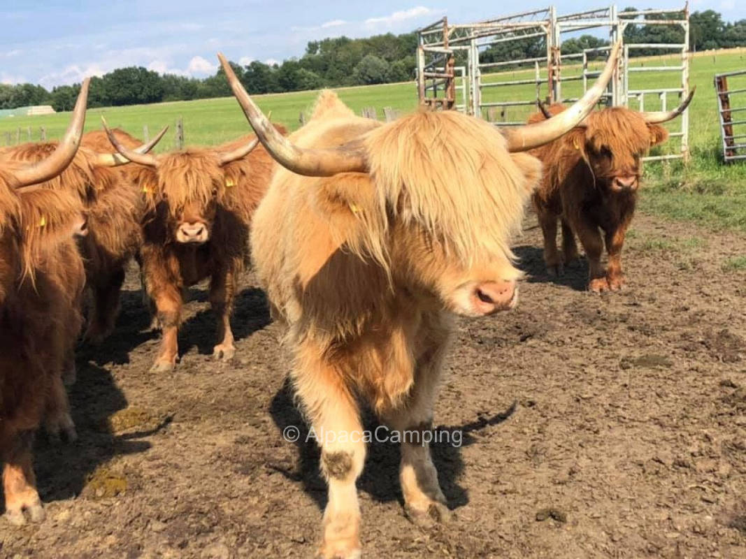 Farm camping in the biosphere reserve Lower Saxony Elbtalaue #1