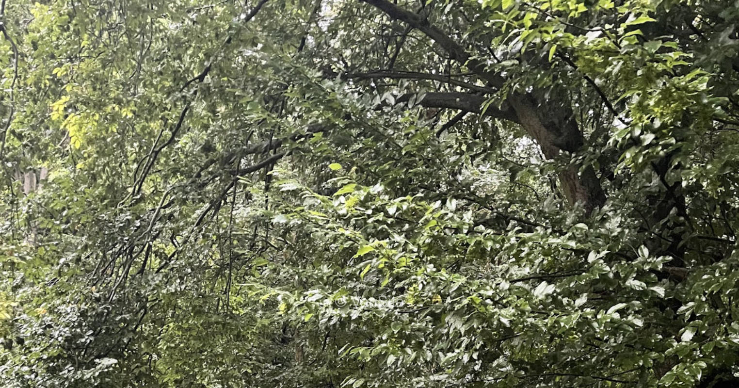 Small pitch in the forest