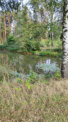 Abgelegene wiese am fischweiher
