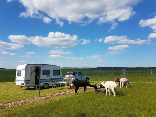 AlpacaCamping 1042
