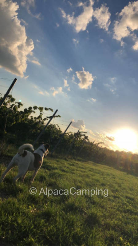 Place farsightedness at the vintner #2