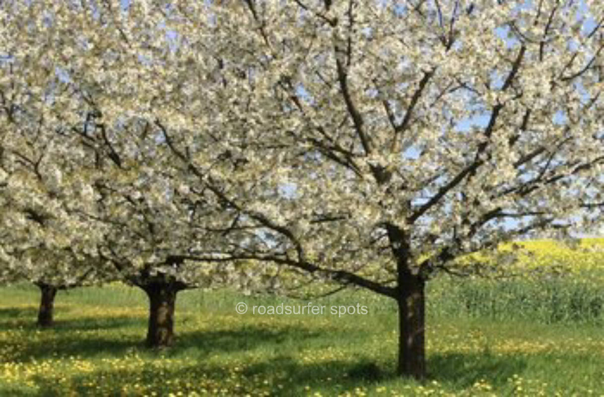 Camping am Kirschgarten 