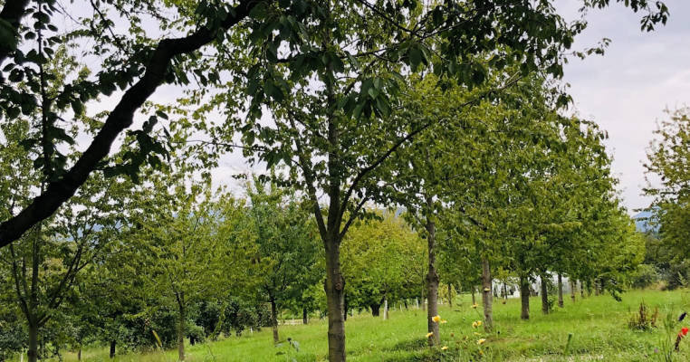 Camping under cherry trees