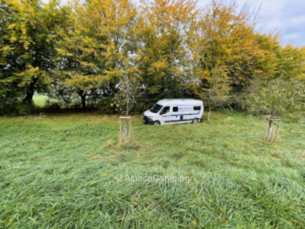 Obstwiese an der Issel #2