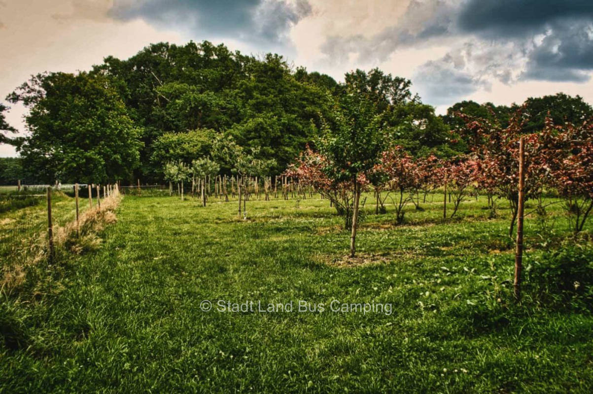 Altenoythe estate - chokeberry meadow