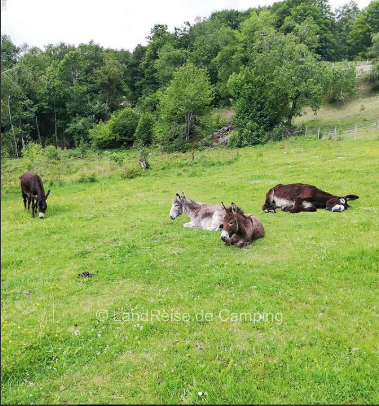 Forest clearing at the donkey farm / organic mountain farm in the sun forest
