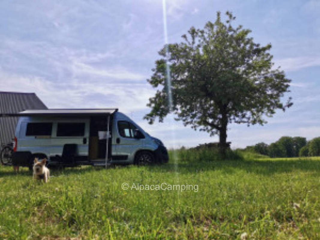 Auf der Wiese am Waldrand #1