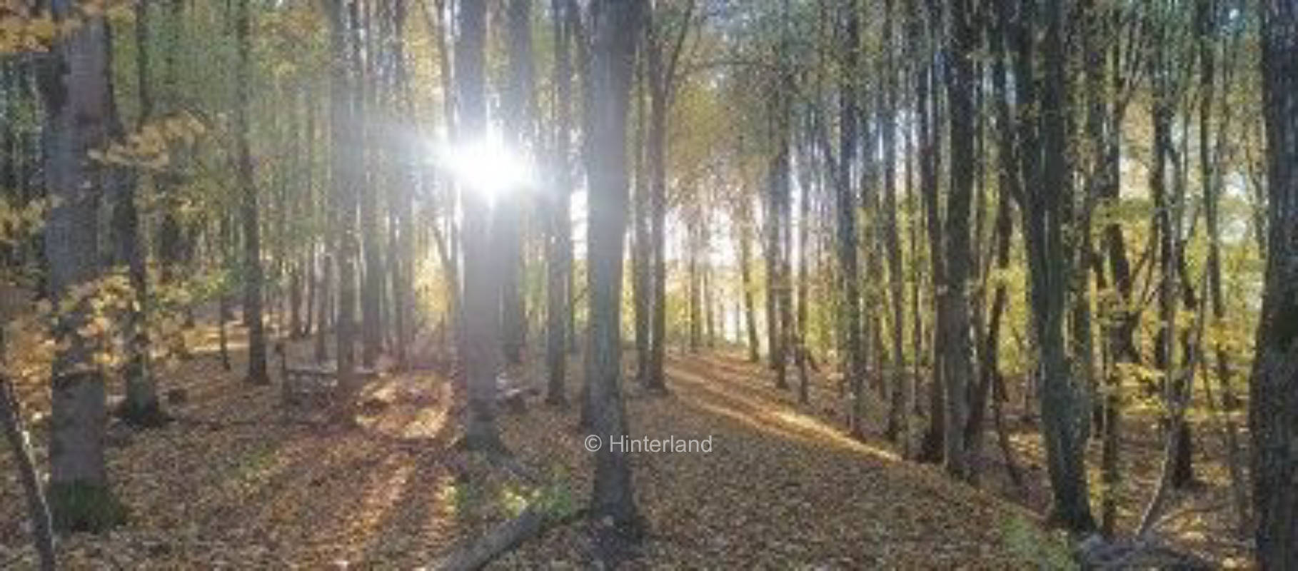 "Wild camping" in the forest - horseback riders, bushcrafters...