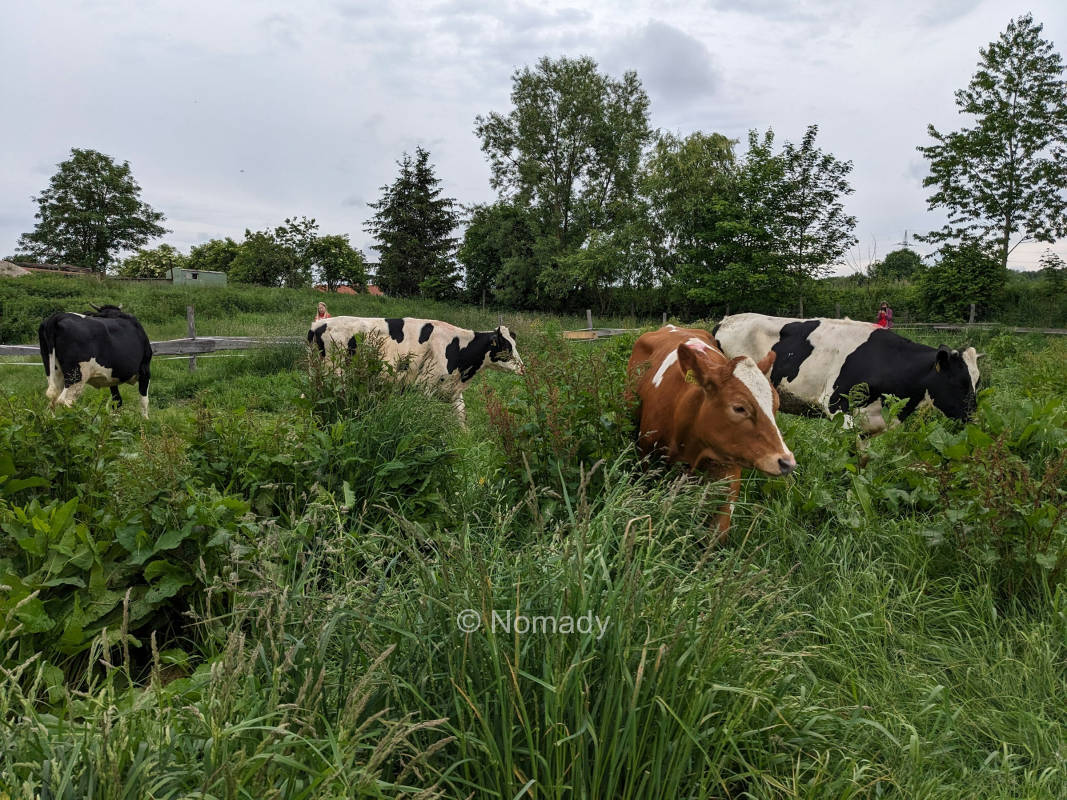 Bio-Bauernhof zum Miterleben