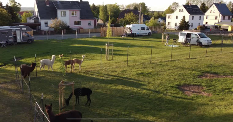 At the alpaca pasture