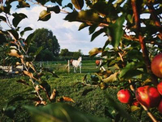 Orchard at the Horse Meadow