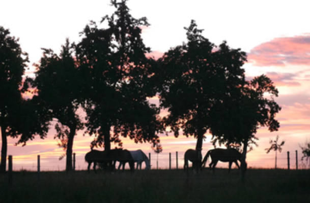 Camping auf dem Reiterhof