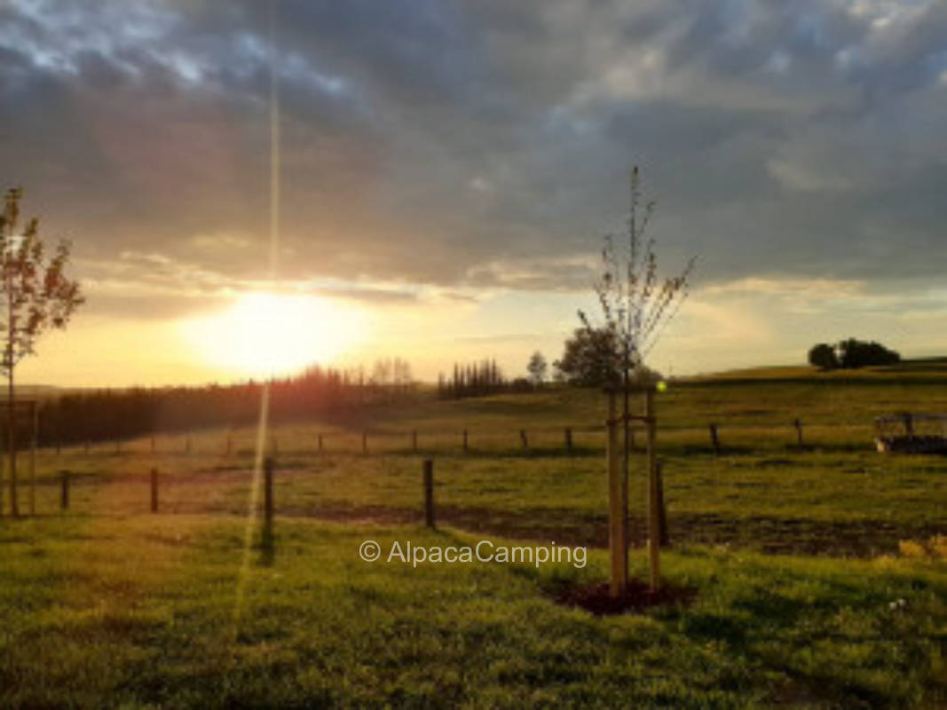 An der Wildblumenwiese #1