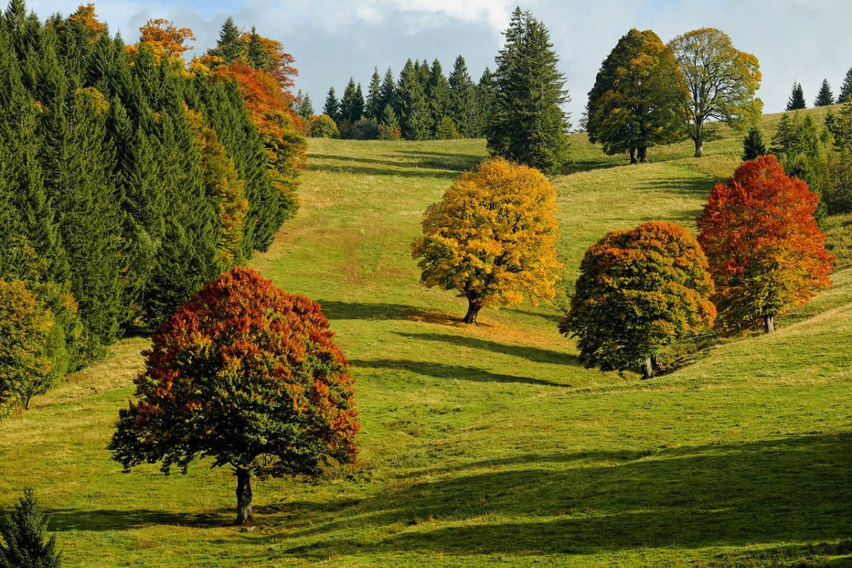 Der Schwarzwald - Ein möglicher Stellplatz?