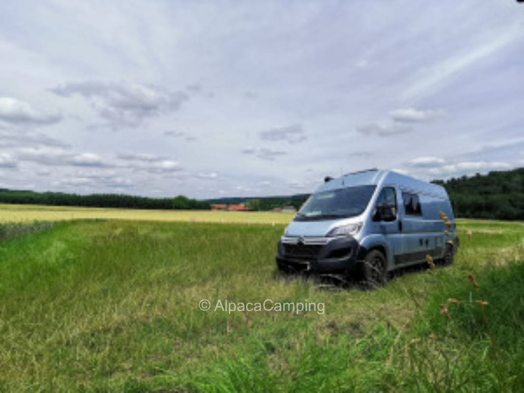 Quiet meadow with forest view