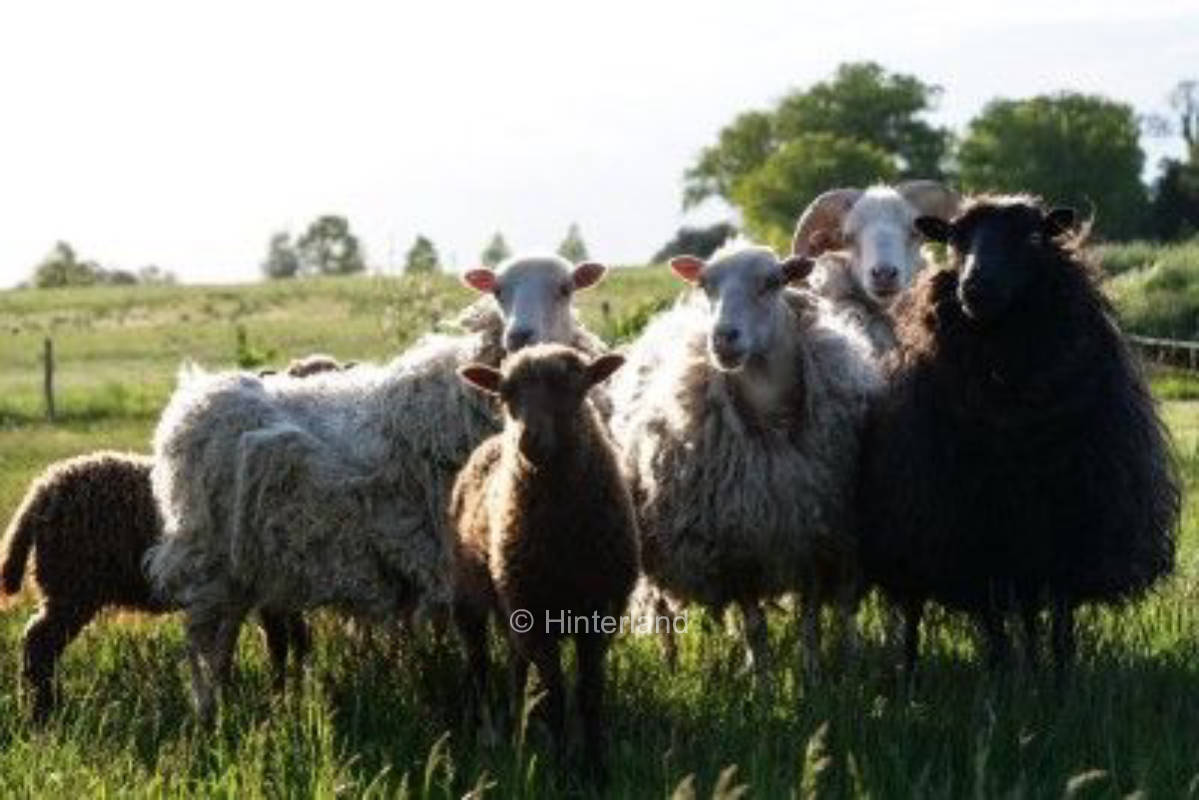 Camping auf dem Bauernhof im Odervorland