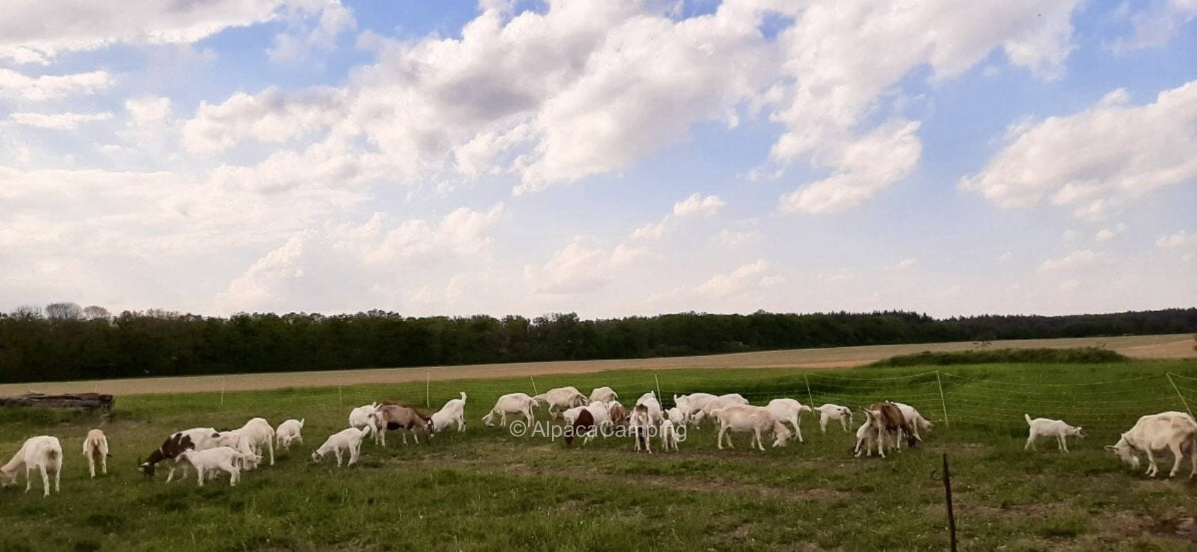 On the goat farm #1