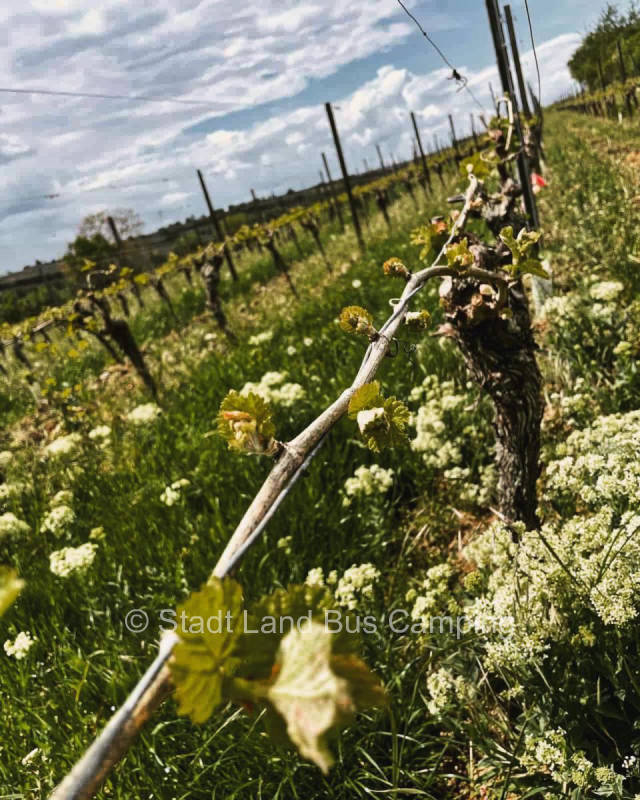at the vineyards of Rheinhessen