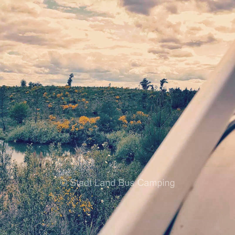 Joy Babid - Stay with your family among olive and fig trees 3