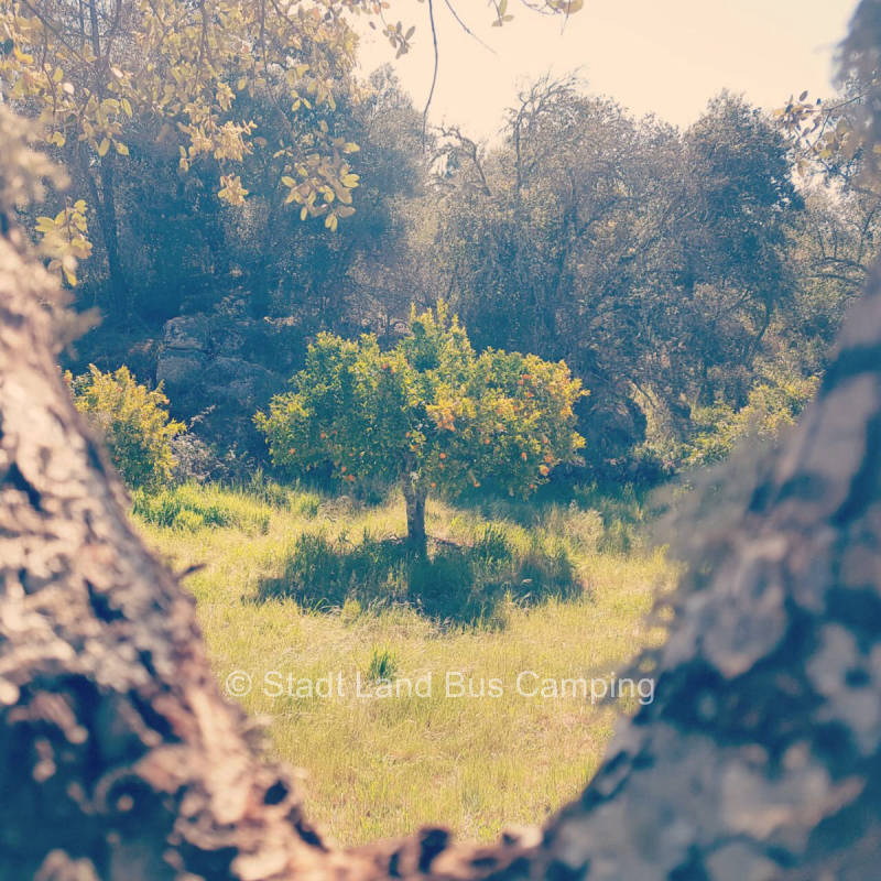 Joy Babid - Stay with your family among olive and fig trees