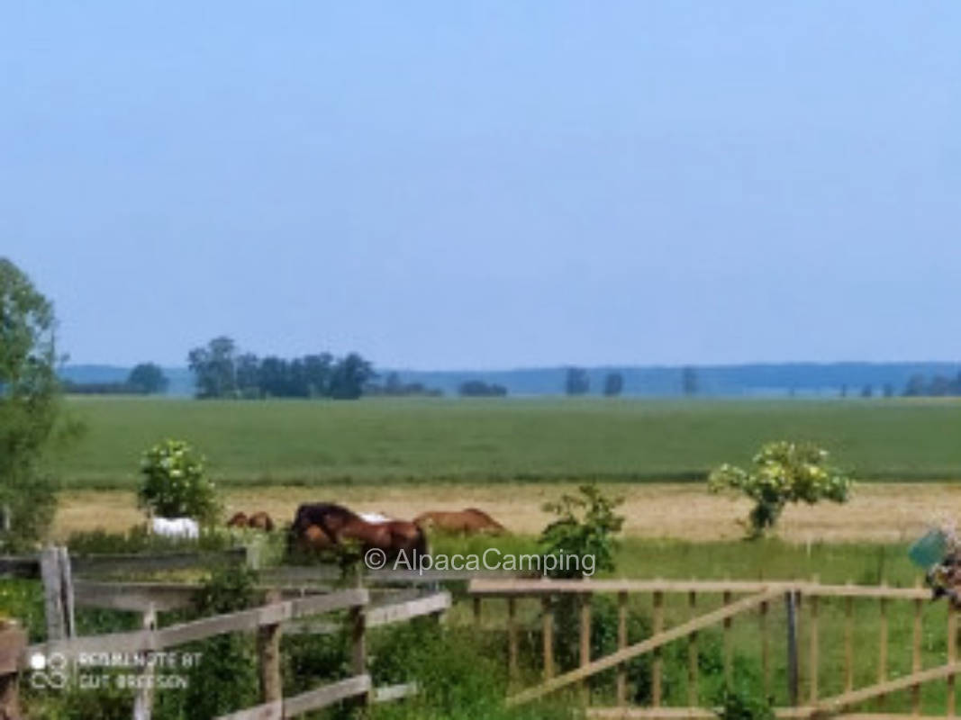 Idyllic meadow next to the Baltic Sea stud #1