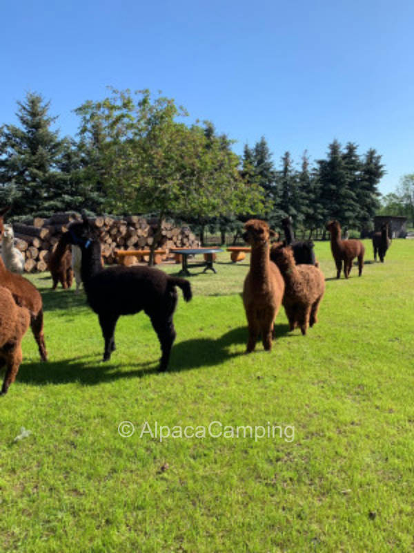 Pure relaxation in the alpaca pasture #3